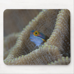 Blenny fish Blenniidae) die het uitsteekt Muismat