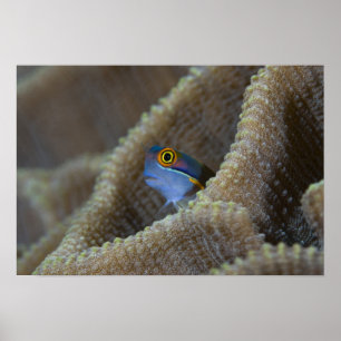 Blenny fish Blenniidae) die het uitsteekt Poster