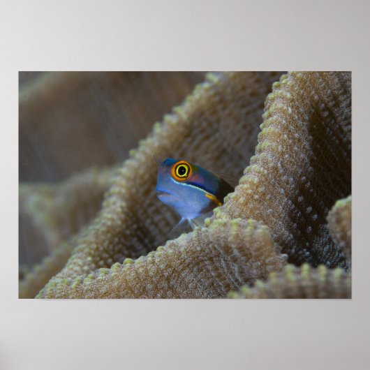 Blenny fish Blenniidae) die het uitsteekt Poster (Voorkant)