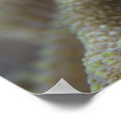 Blenny fish Blenniidae) die het uitsteekt Poster (Hoek)