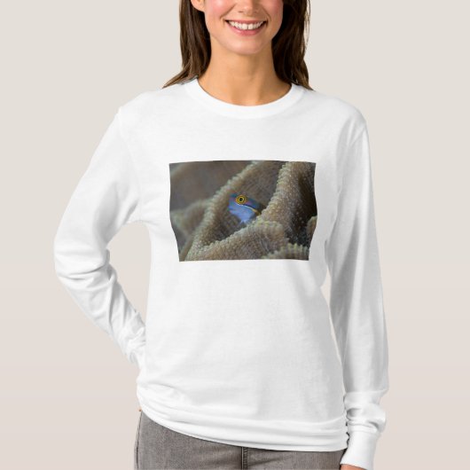 Blenny fish Blenniidae) die het uitsteekt T-shirt (Voorkant)