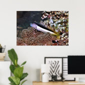 Blenny op de Rocks Poster (Thuiskantoor)