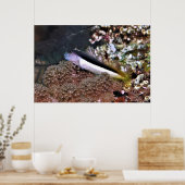 Blenny op de Rocks Poster (Keuken)