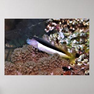 Blenny op de Rocks Poster