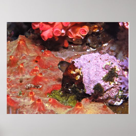 Blenny Peeking Poster (Voorkant)