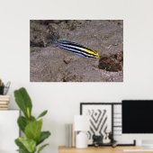 Blenny Poster (Thuiskantoor)