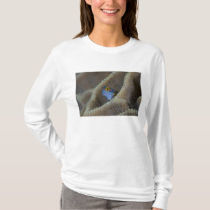 Blenny vis Blenniidae) steekt zijn kop naar buiten T-shirt