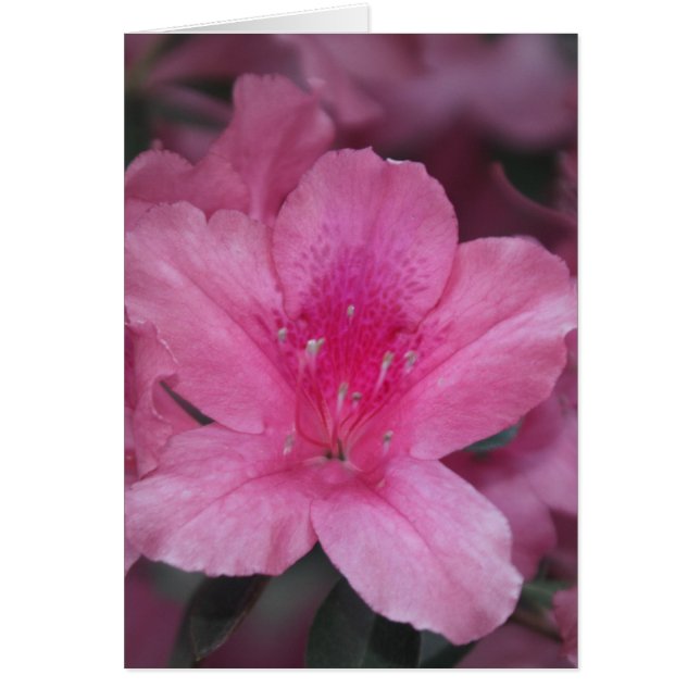 Blij hart (Voorkant)