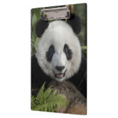 Blij jonge panda, China Klembord (Links)