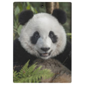 Blij jonge panda, China Klembord (Achterkant)