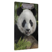Blij jonge panda, China Klembord (Rechts)