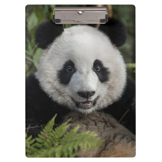 Blij jonge panda, China Klembord (Voorkant)