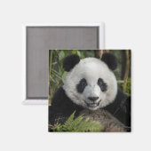 Blij jonge panda, China Magneet (Voorkant / Achterkant)