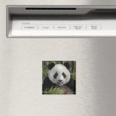Blij jonge panda, China Magneet (Insitu (Vaatwasser))