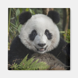 Blij jonge panda, China Magneet