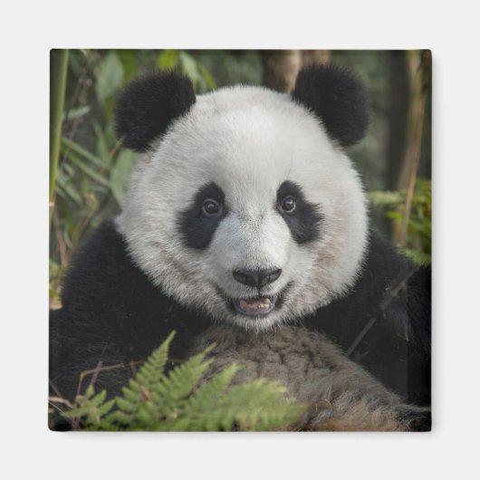 Blij jonge panda, China Magneet (Voorkant)