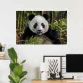Blij jonge panda, China Poster (Thuiskantoor)
