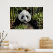 Blij jonge panda, China Poster (Keuken)