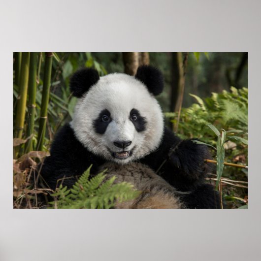 Blij jonge panda, China Poster (Voorkant)