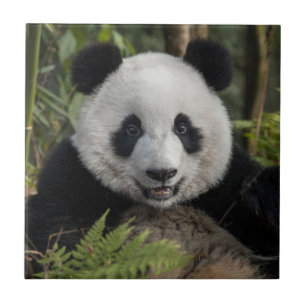 Blij jonge panda, China Tegeltje