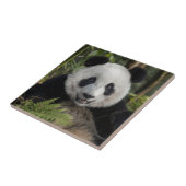 Blij jonge panda, China Tegeltje (Zijkant)