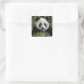 Blij jonge panda, China Vierkante Sticker (Tas)