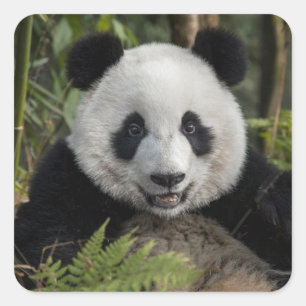 Blij jonge panda, China Vierkante Sticker