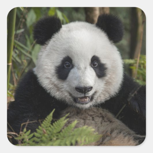 Blij jonge panda, China Vierkante Sticker (Voorkant)