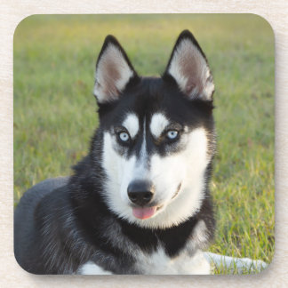 Blij speelse Siberische Husky pup Bier Onderzetter