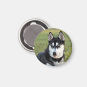Blij speelse Siberische Husky pup Magneet (Voorkant / Achterkant)