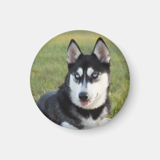 Blij speelse Siberische Husky pup Magneet (Voorkant)