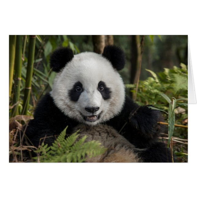 Blijde jonge panda, China (Voorkant Horizontaal)