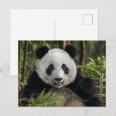 Blijde jonge panda, China Briefkaart (Voorkant / Achterkant)