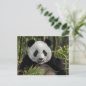 Blijde jonge panda, China Briefkaart (Staand voorkant)
