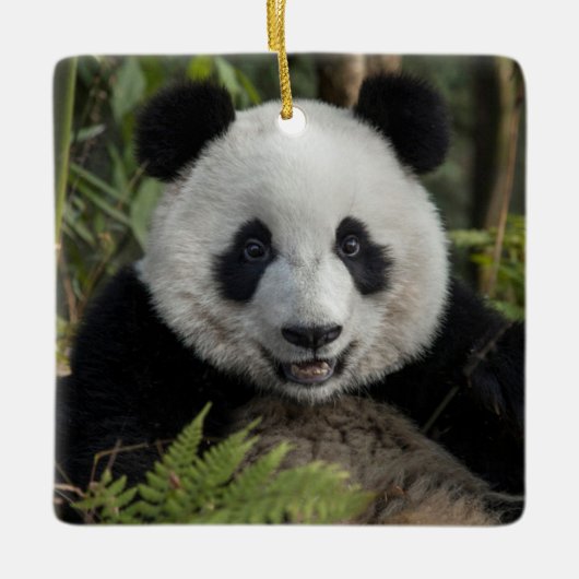 Blijde jonge panda, China Keramisch Ornament (Voorkant)