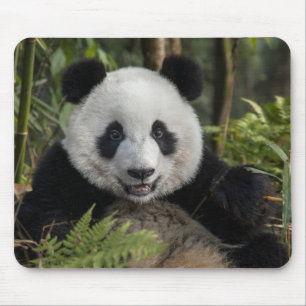 Blijde jonge panda, China Muismat