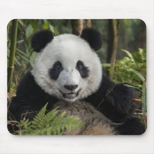 Blijde jonge panda, China Muismat (Voorkant)