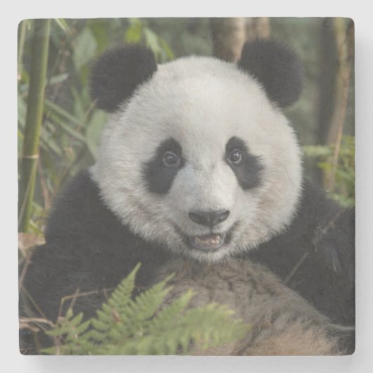 Blijde jonge panda, China Stenen Onderzetter (Voorkant)