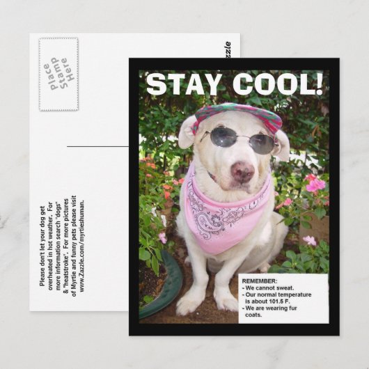 BLIJF COOL! BRIEFKAART (Voorkant / Achterkant)