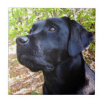 Blijf op de hoogte - labrador Retriever - zwart la Tegeltje<br><div class="desc">Een schattige Black Labrador Retriever Puppy die naar de bomen en de natuur kijkt.

Blijf op zoek naar origineel kunstwerk van Judy Burrows @ Black Dog Art</div>