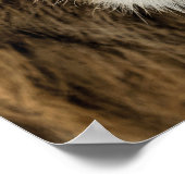 Blijf op de hoogte, Lion, de resolutie van het nie Poster (Hoek)