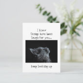 Blijf op zoek naar God bevorderlijke kattedieren Briefkaart (Staand voorkant)