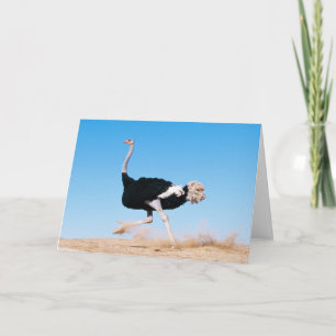Blijf Ostrich Kaart runnen