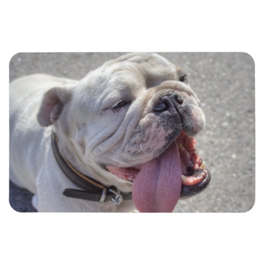 Blijle witte Bulldog Magneet (Horizontaal)