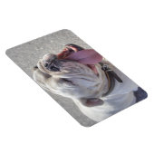 Blijle witte Bulldog Magneet (Rechterzijde)