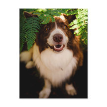 Blijrode Bordercollie die door varens gluurt