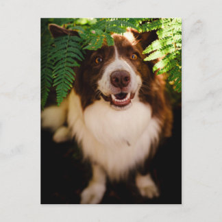 Blijrode Bordercollie die door varens gluurt Briefkaart