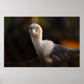 Blik van de Gier Poster (Voorkant)