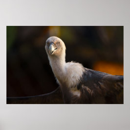 Blik van de Gier Poster