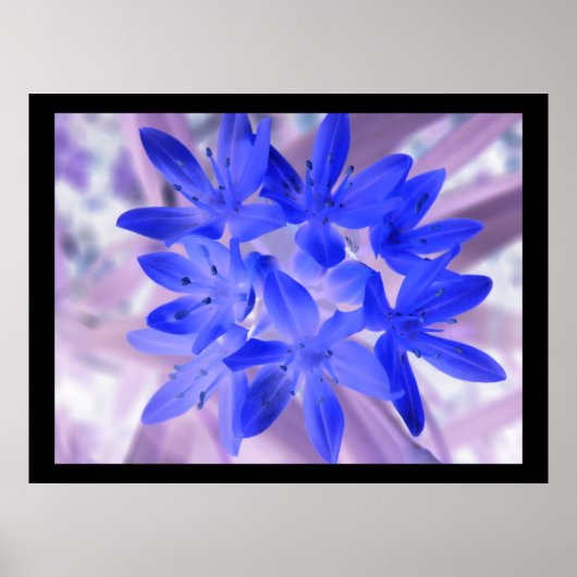 Blik van de sneeuwschokkende blauwe afdruk poster (Voorkant)